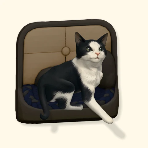 Black-and-white cat with bright eyes and little white paws.