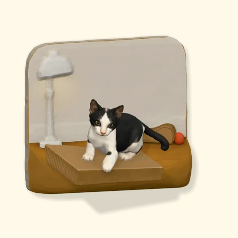 Black-and-white kitten in a sunny corner.
